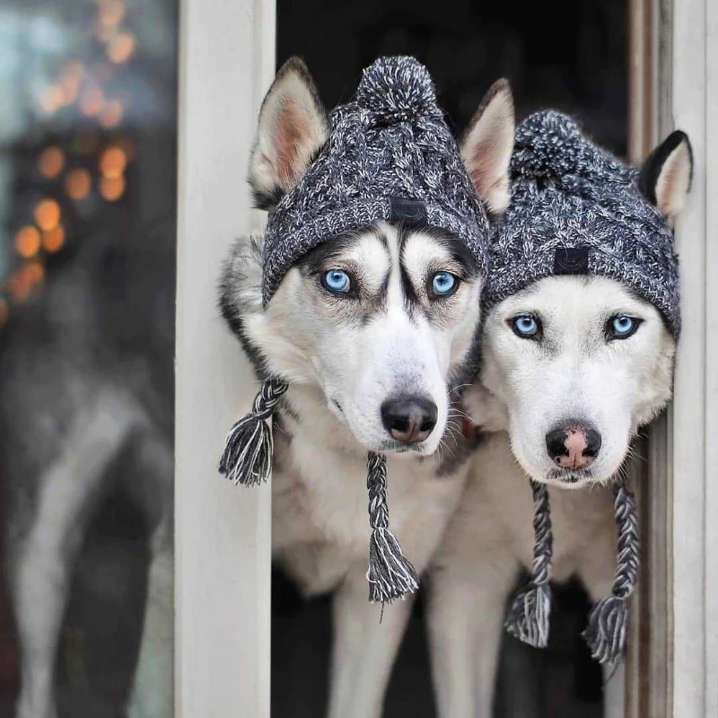 Pet Hat есен зима кожа топка топло анти замръзване вятър Pompadour плетене метод за малки средни големи куче плетени шапка